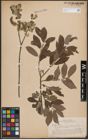 Foto von Salix cinerea L.